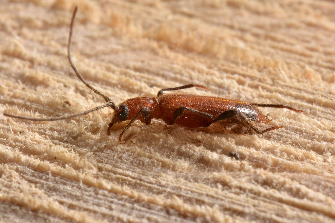 Cerambycidae: Obrium sp?  S,  Obrium cantharinum, femmina